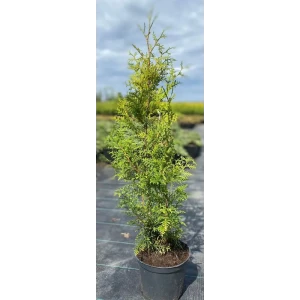 Туя складчатая Шугар Спайс ø19 см h40-61 см 85088181 STLM-2115396