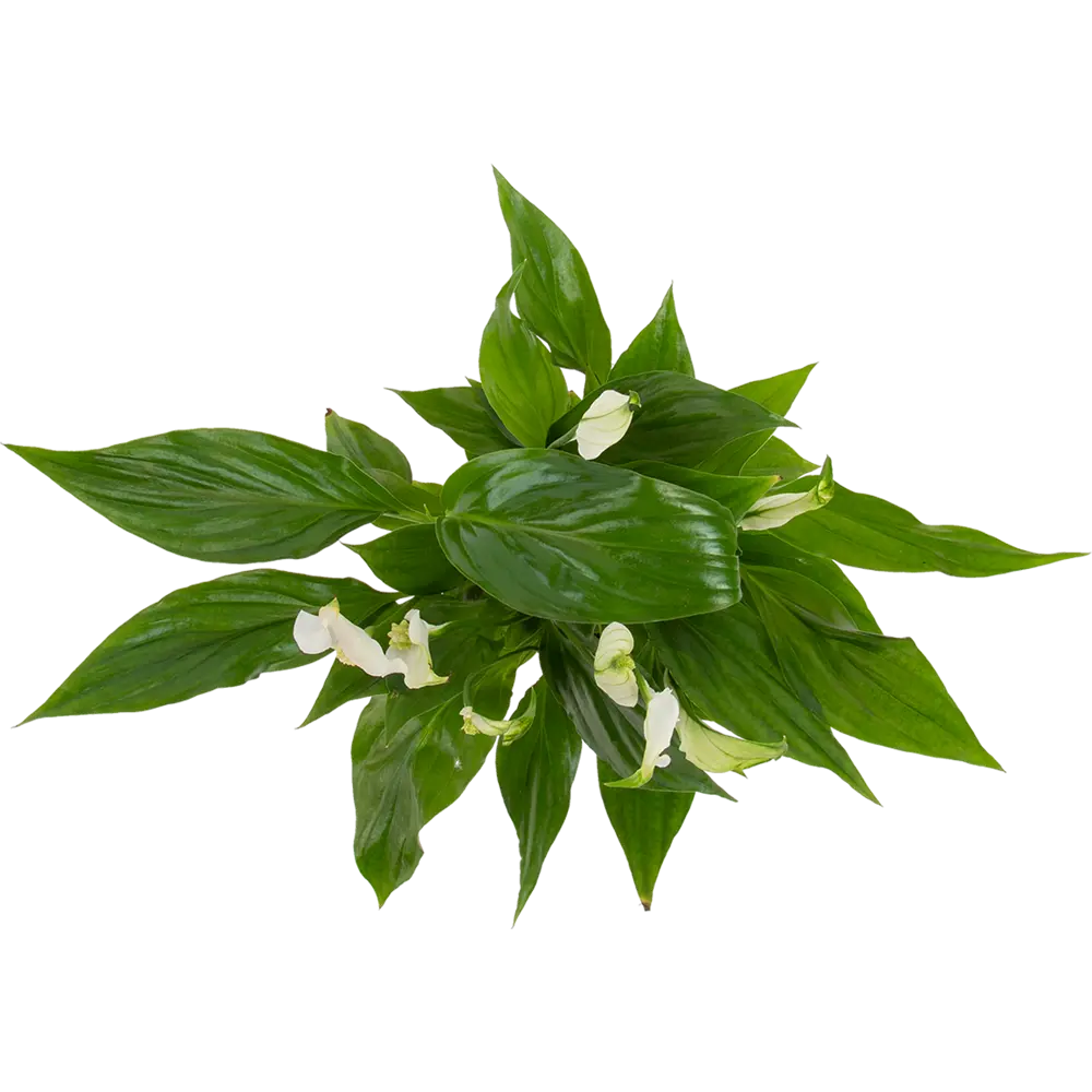 Спатифиллум Шопен Santreyd - изящное комнатное растение с белыми цветами 82579838 STLM-0030537 - Вид №1