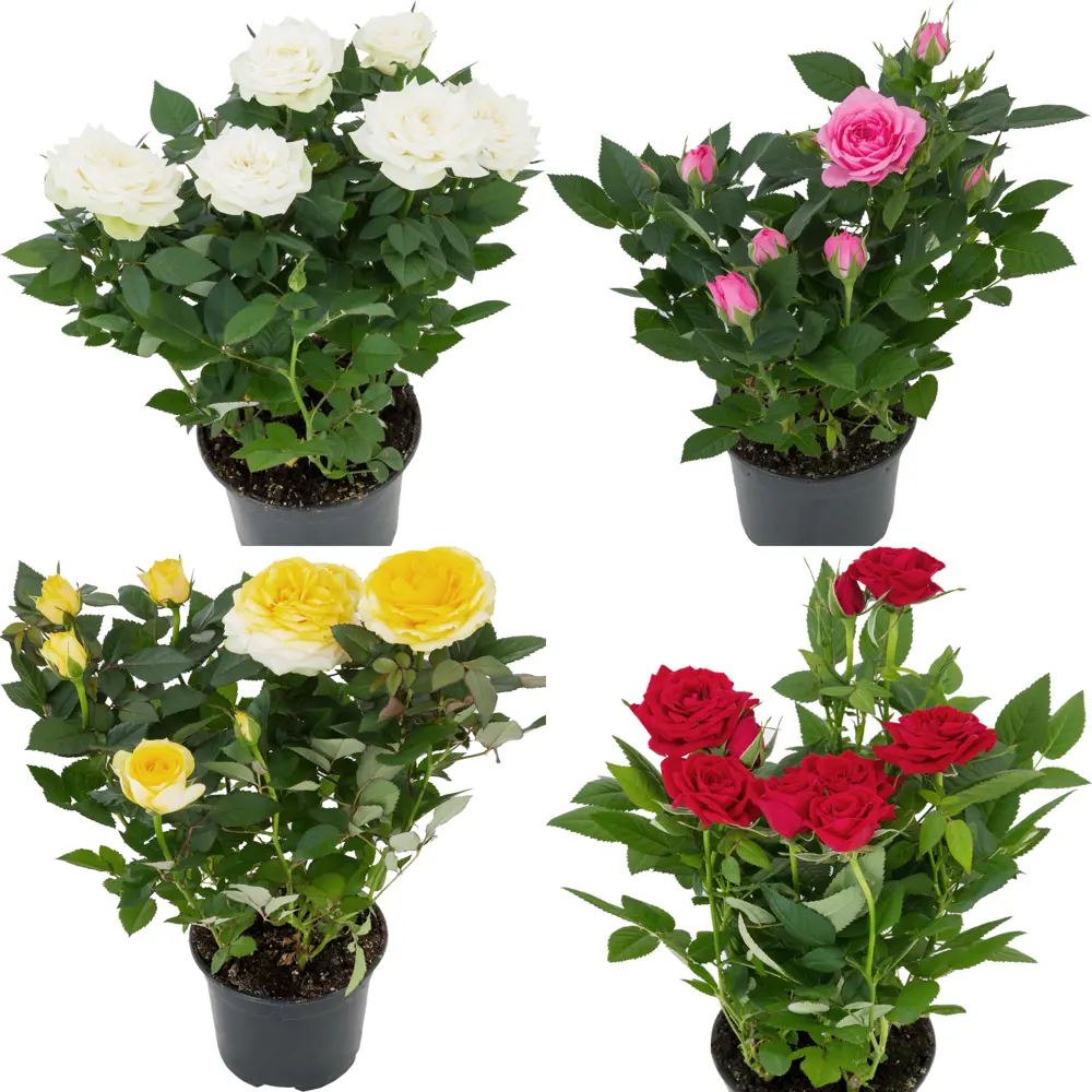 Santreyd Роза Кордана микс - миниатюрное украшение для дома и сада 82895031 STLM-0037686 - Вид №2