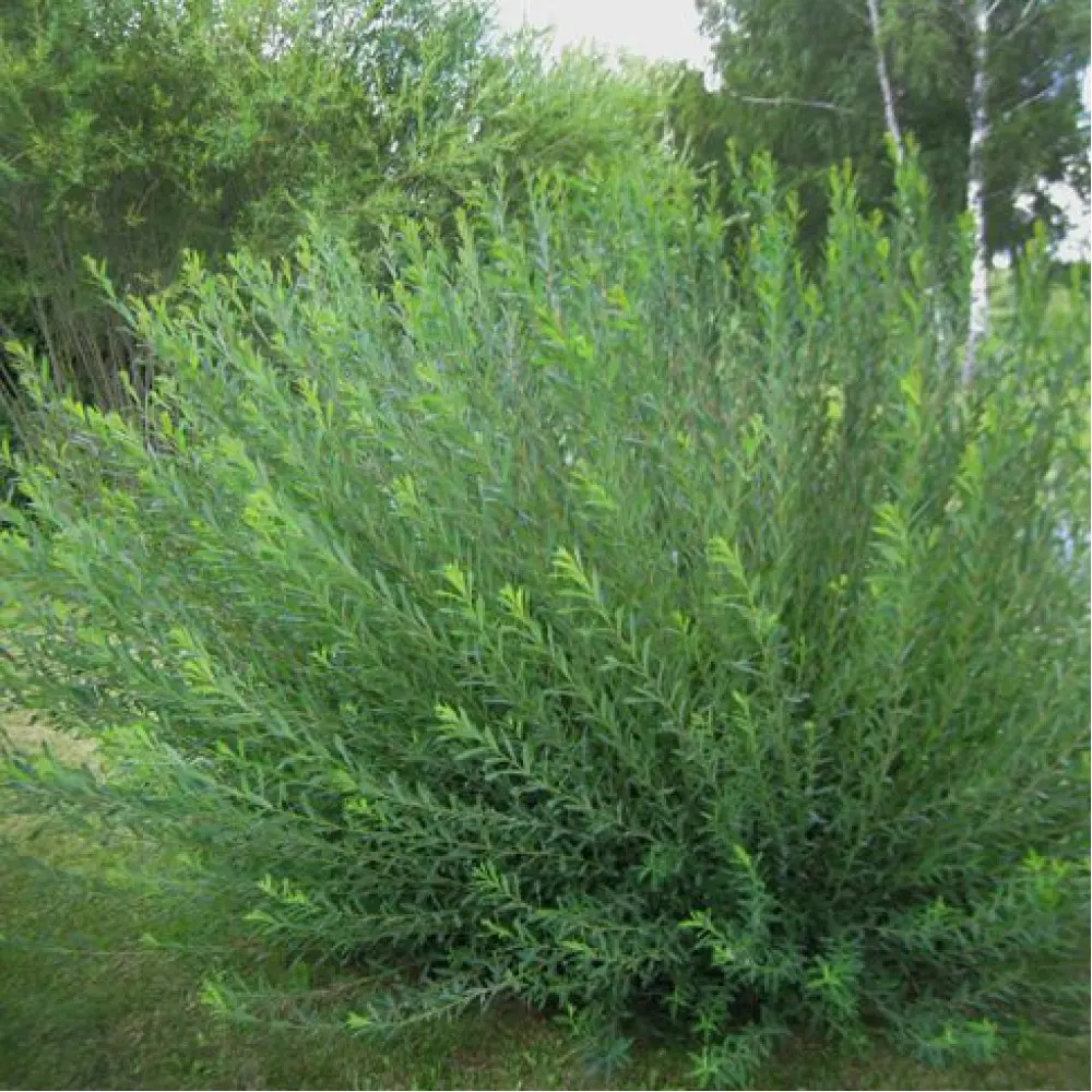 Ива Маяк пурпурная ø15 h35 см 89365286 STLM-2105035 PLANTMARKET 
