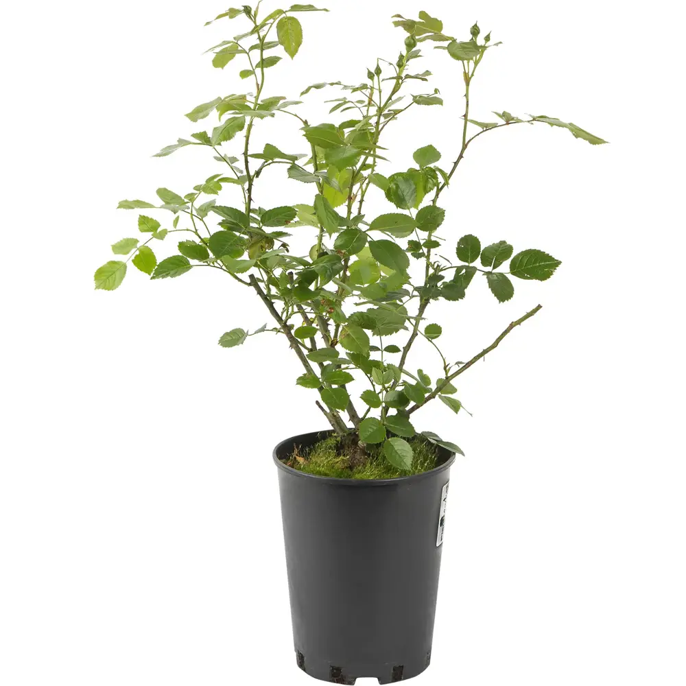 Роза морщинистая ø18 h40 - 60 см 89465413 STLM-2135948 PLANTMARKET  - Вид №1