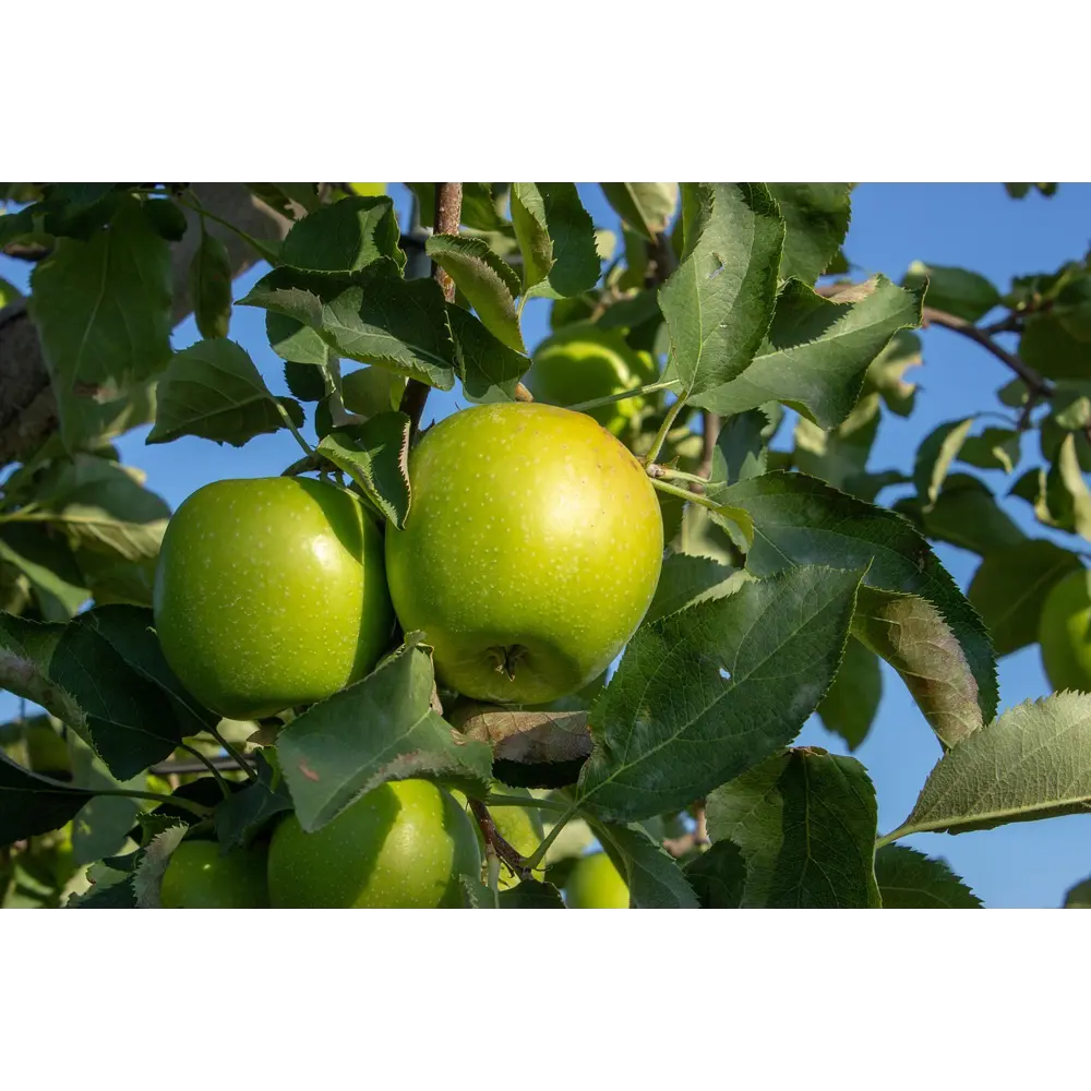 Яблоня «Грени Смит» C4 высота 120-150 см ВСЕ В САД STLM-2033386