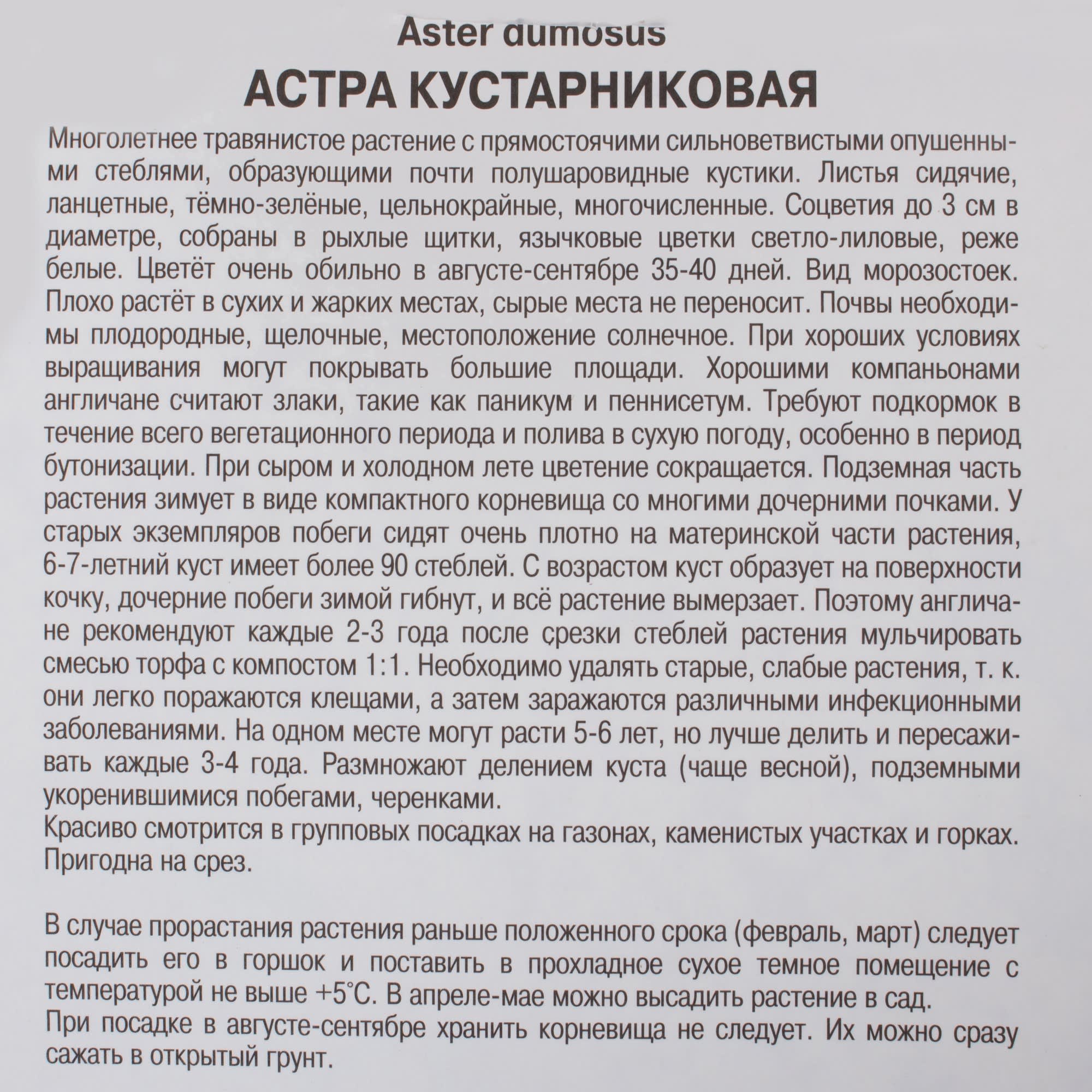17535992 Астра кустарниковая «Аполло» Santreyd  - Вид №2