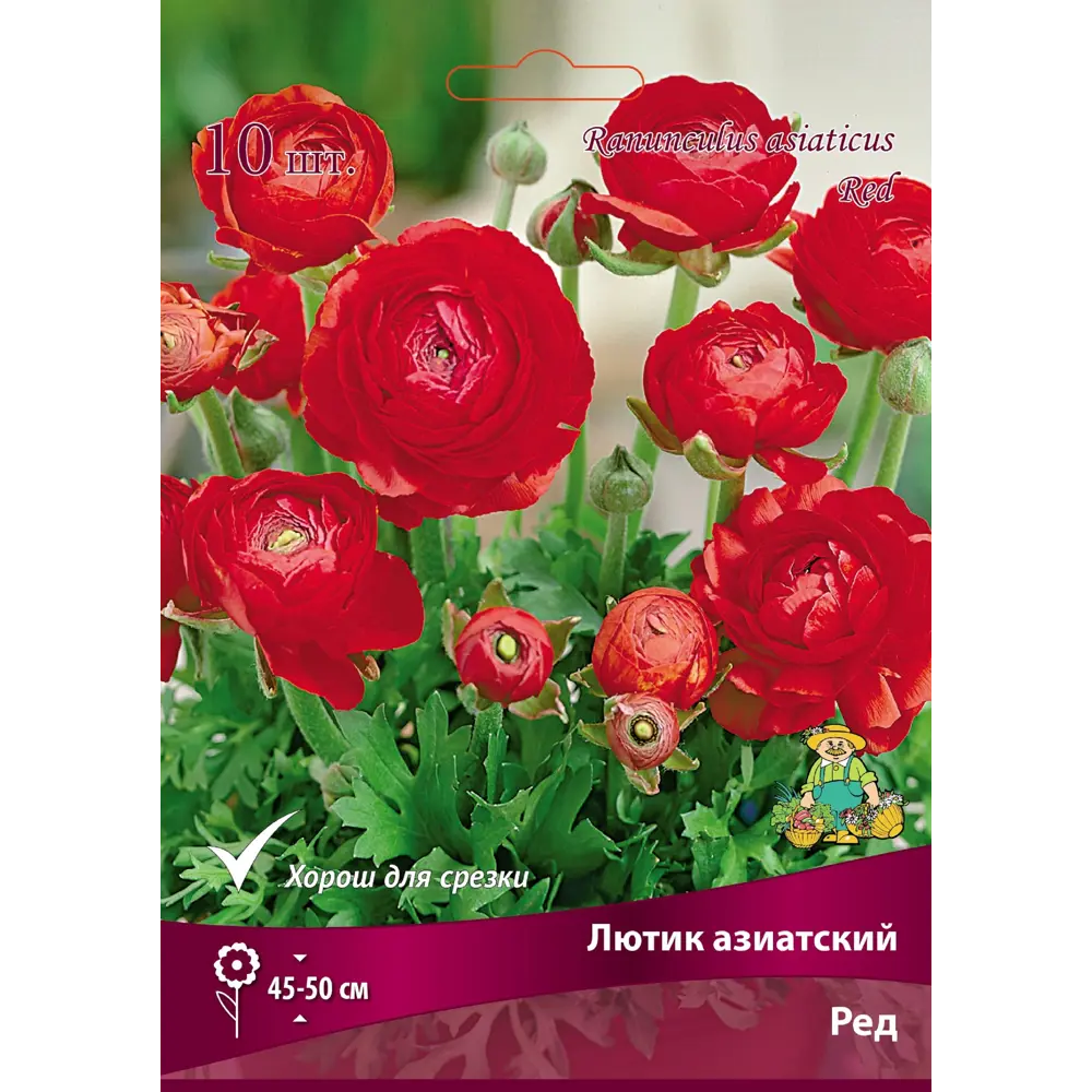 Лютик азиатский Ред от ПОИСК — яркие красные цветы для сада и срезки 89381389 STLM-1580045 - Вид №1