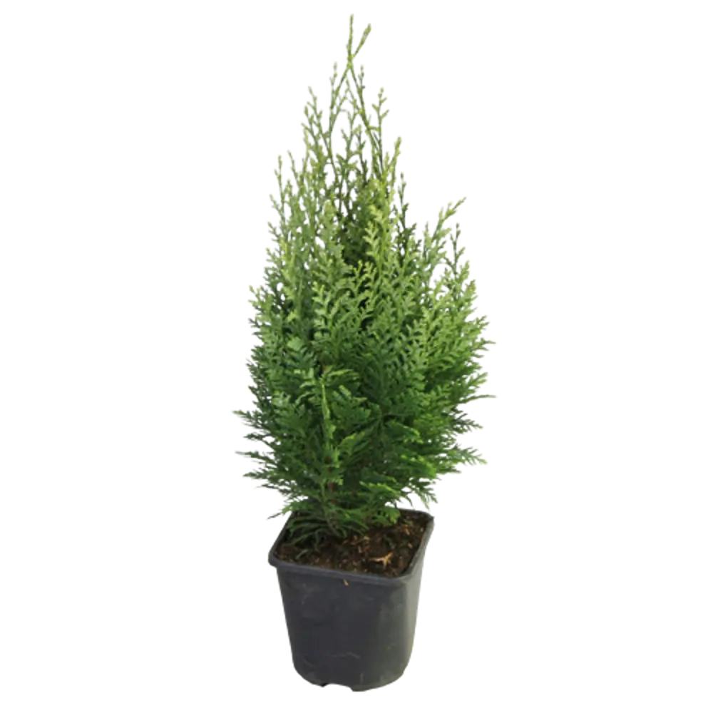 Кипарисовик Лавсона Уайт Спот ø14 h45 см PLANTMARKET STLM-2101343