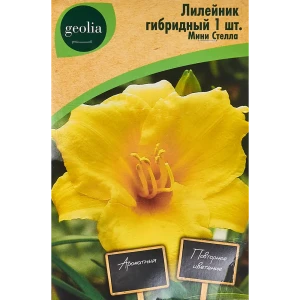 Лилейник Geolia гибридный Мини Стелла