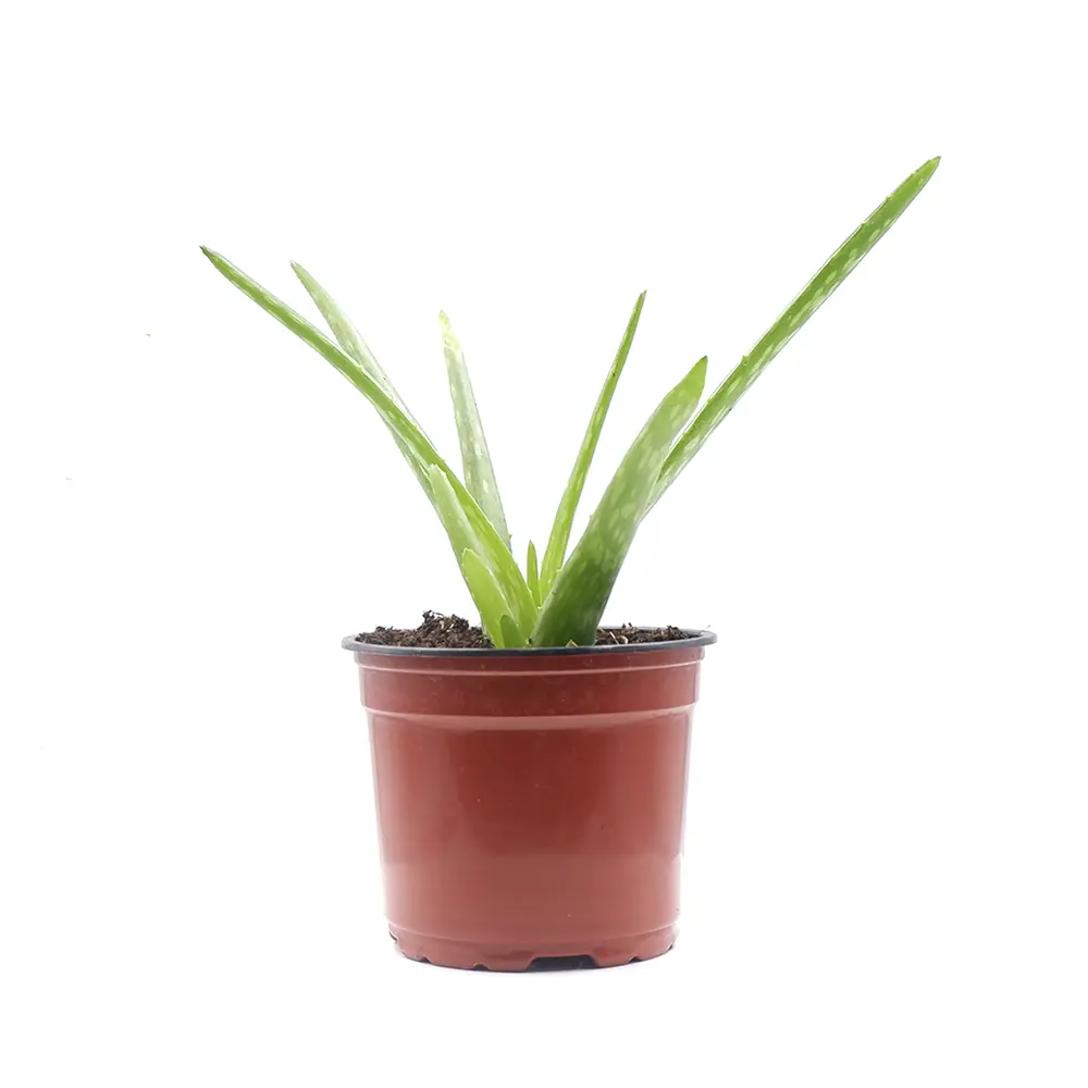 Алоэ Вера комнатное растение в горшке ø12 см 89437846 Santreyd STLM-1584070