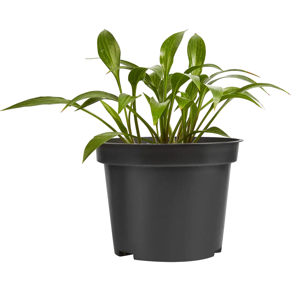 Хоста Зибольда Сноусторм ø15 h40 см 84832090 STLM-2141152 PLANTMARKET  - Вид №1