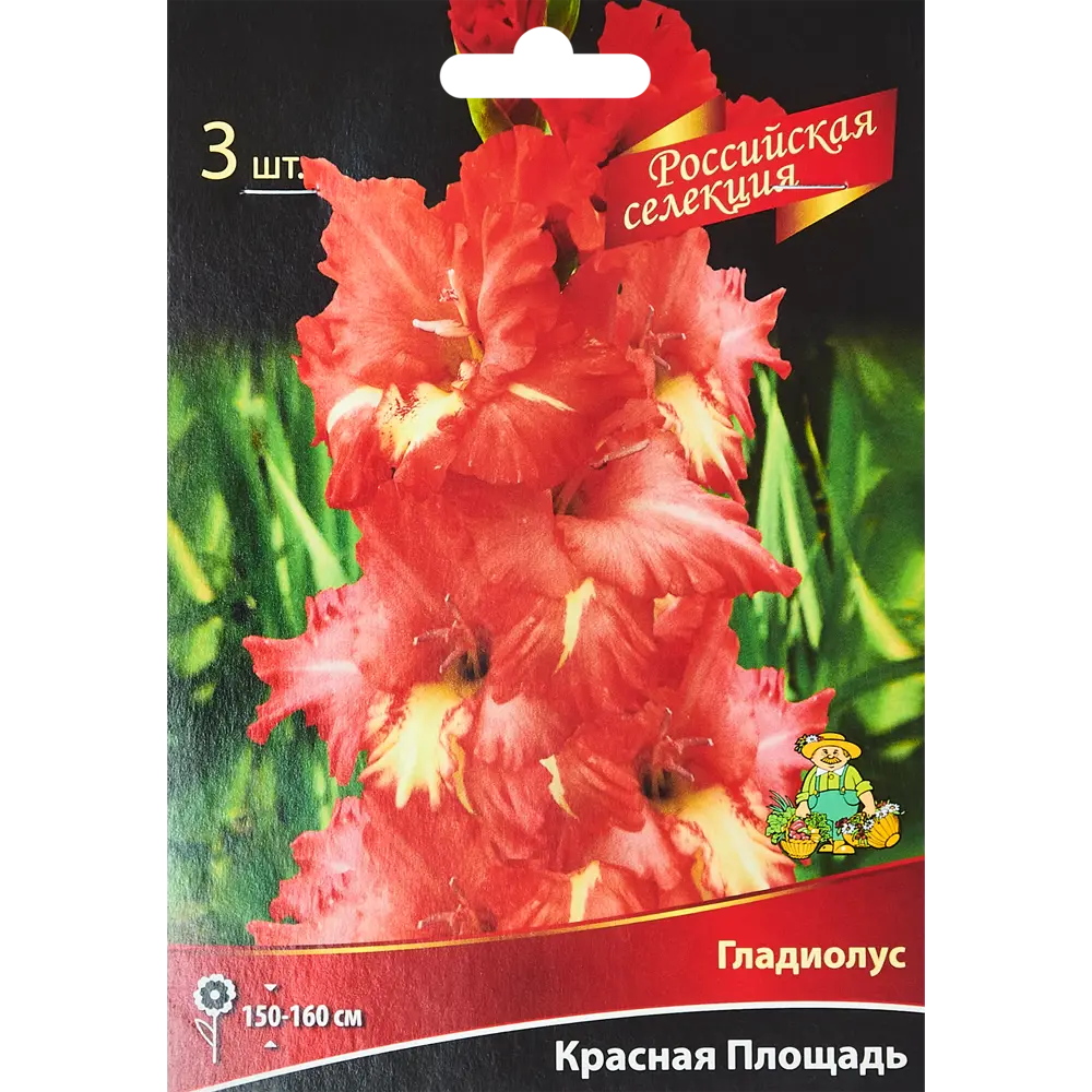 Гладиолус Красная Площадь, 3 шт 86410045 STLM-2010944 ПОИСК 