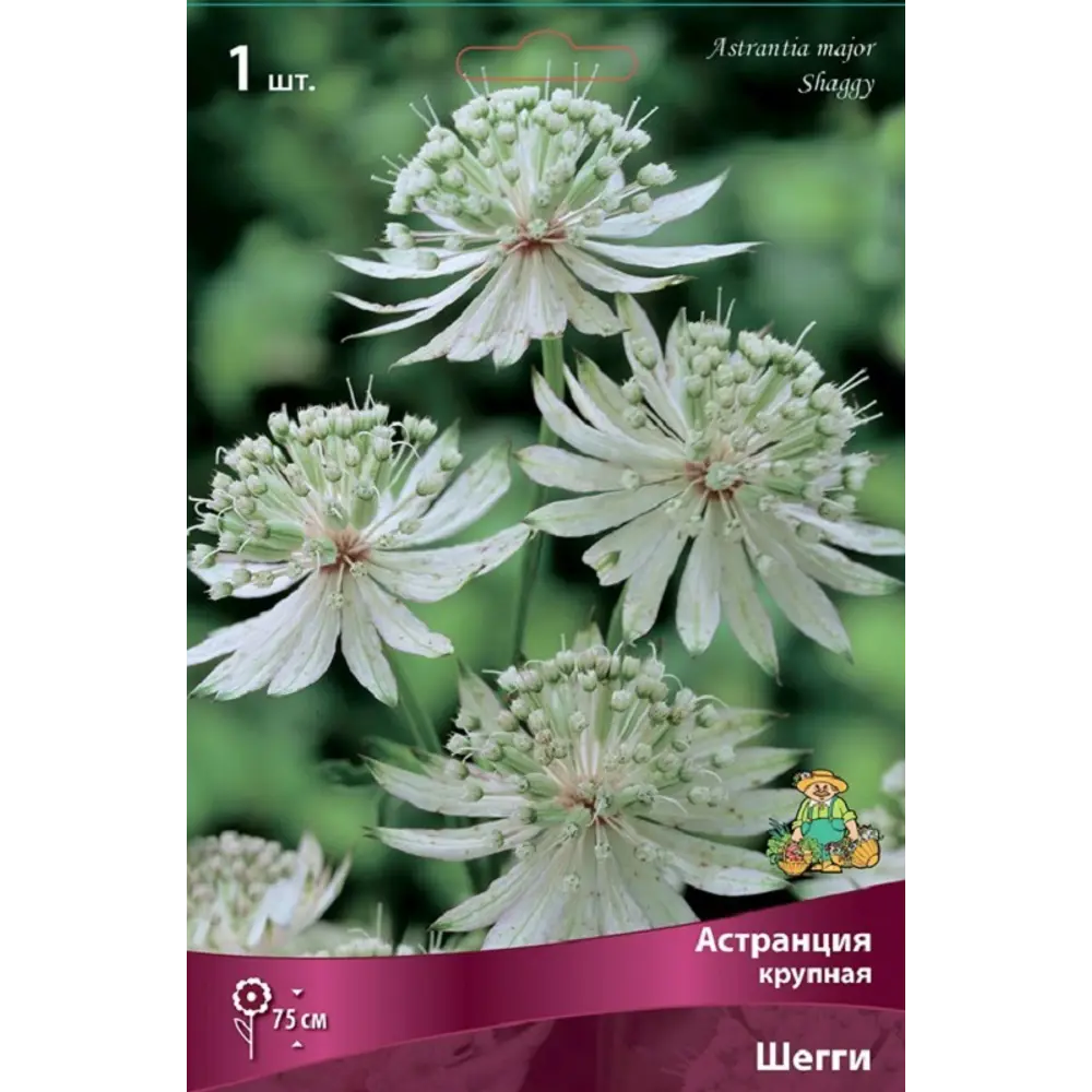 Астранция крупная Шегги 89452208 STLM-2079325 ПОИСК  - Вид №1