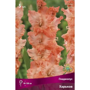 Гладиолус крупноцветковый Харьков, 5 шт 86410020 STLM-2115148