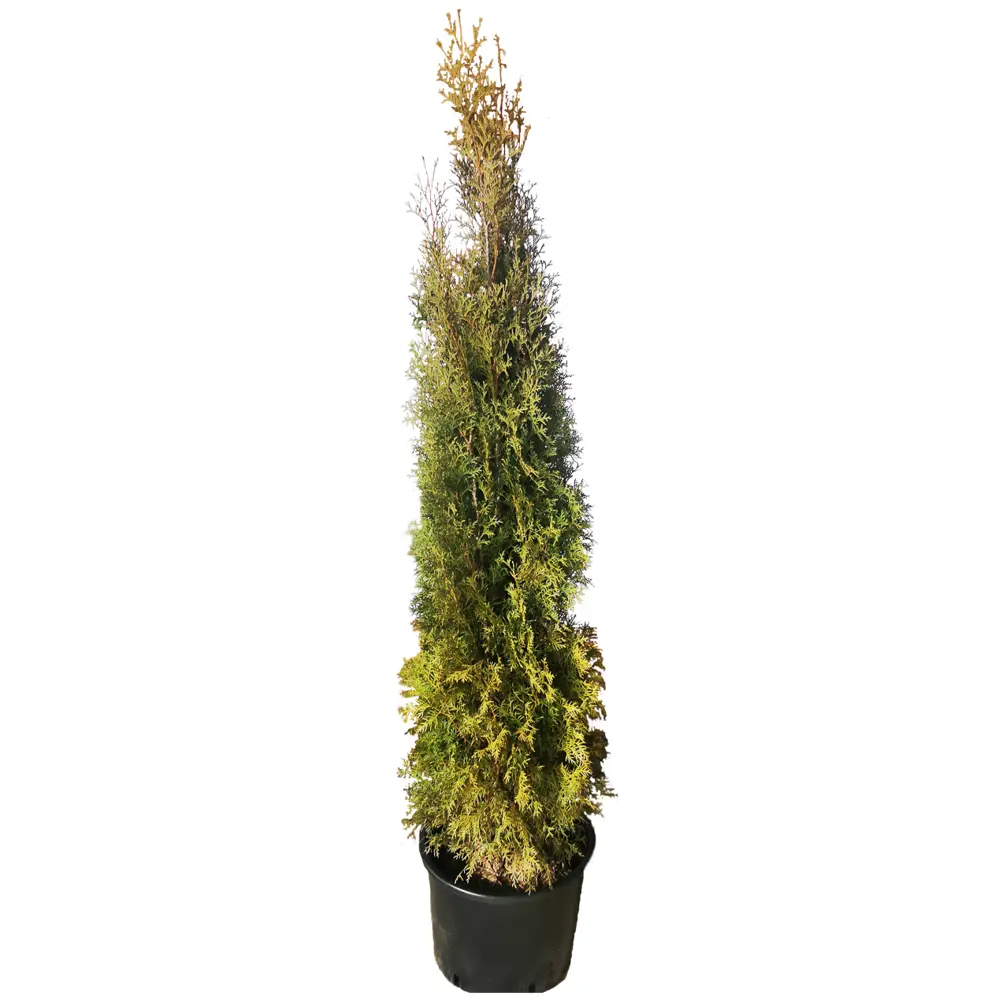 Туя западная Пирамидалис h200 см МОНБЛАН STLM-2077323