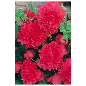 Бегония «fimbriata Pink», 4х5 см