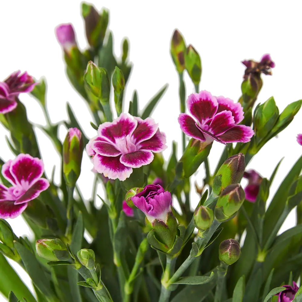 Гвоздика многолетняя Pink Kisses 13x16 см 83597607 STLM-2073663 Santreyd  - Вид №1