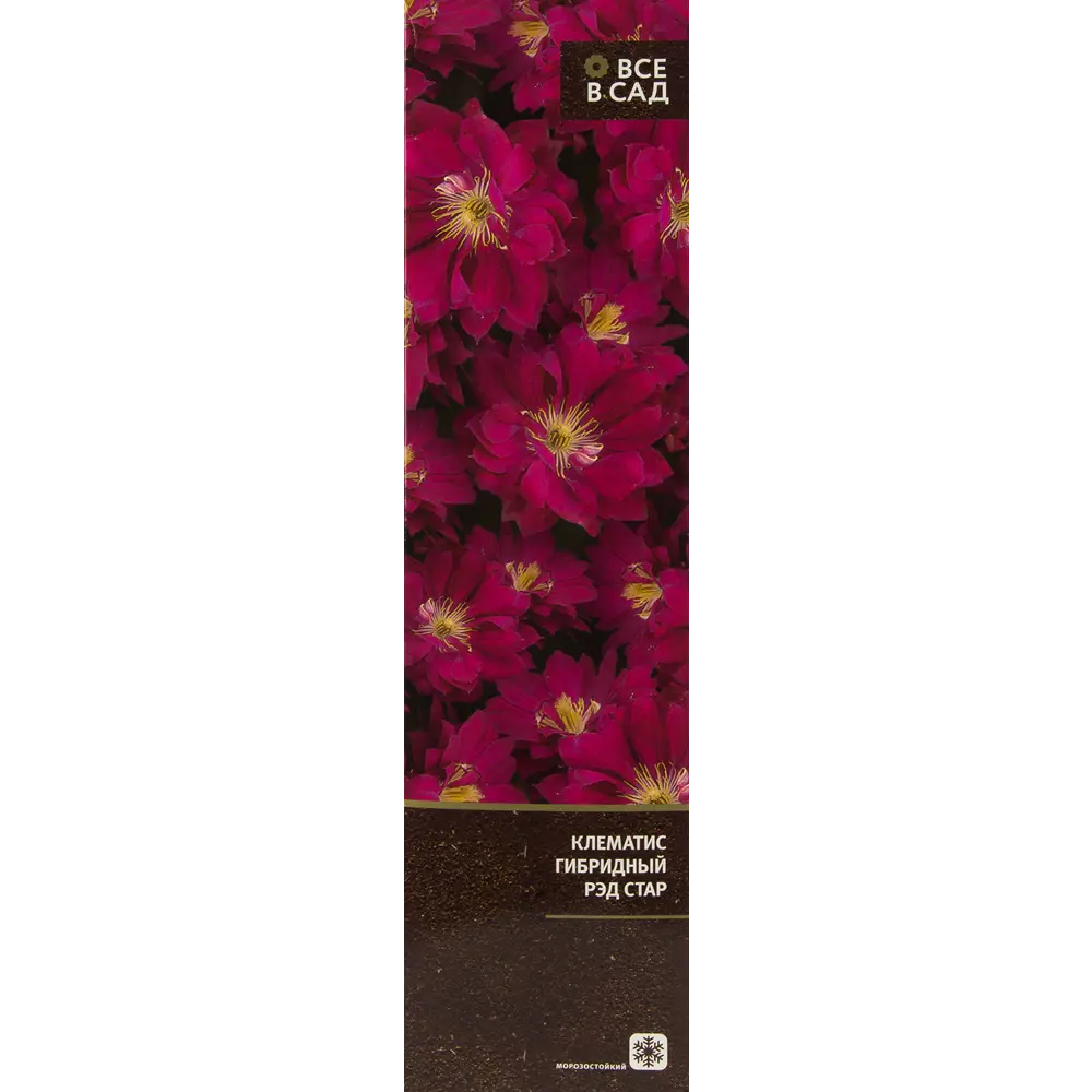 Клематис гибридный Рэд Стар в тубе ВСЕ В САД STLM-2034393
