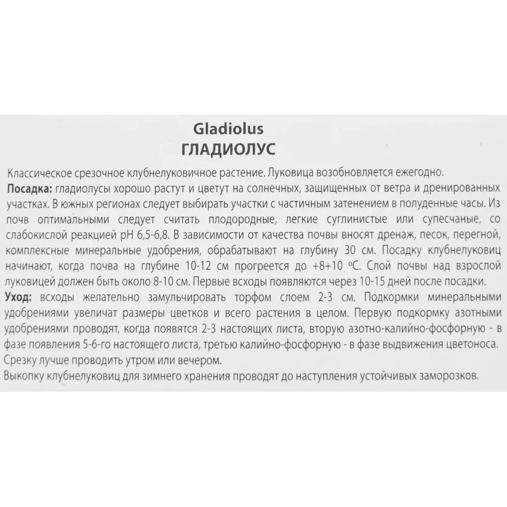 Гладиолус крупноцветковый Блэк Джек, 3 шт ПОИСК STLM-2195096 - Вид №2