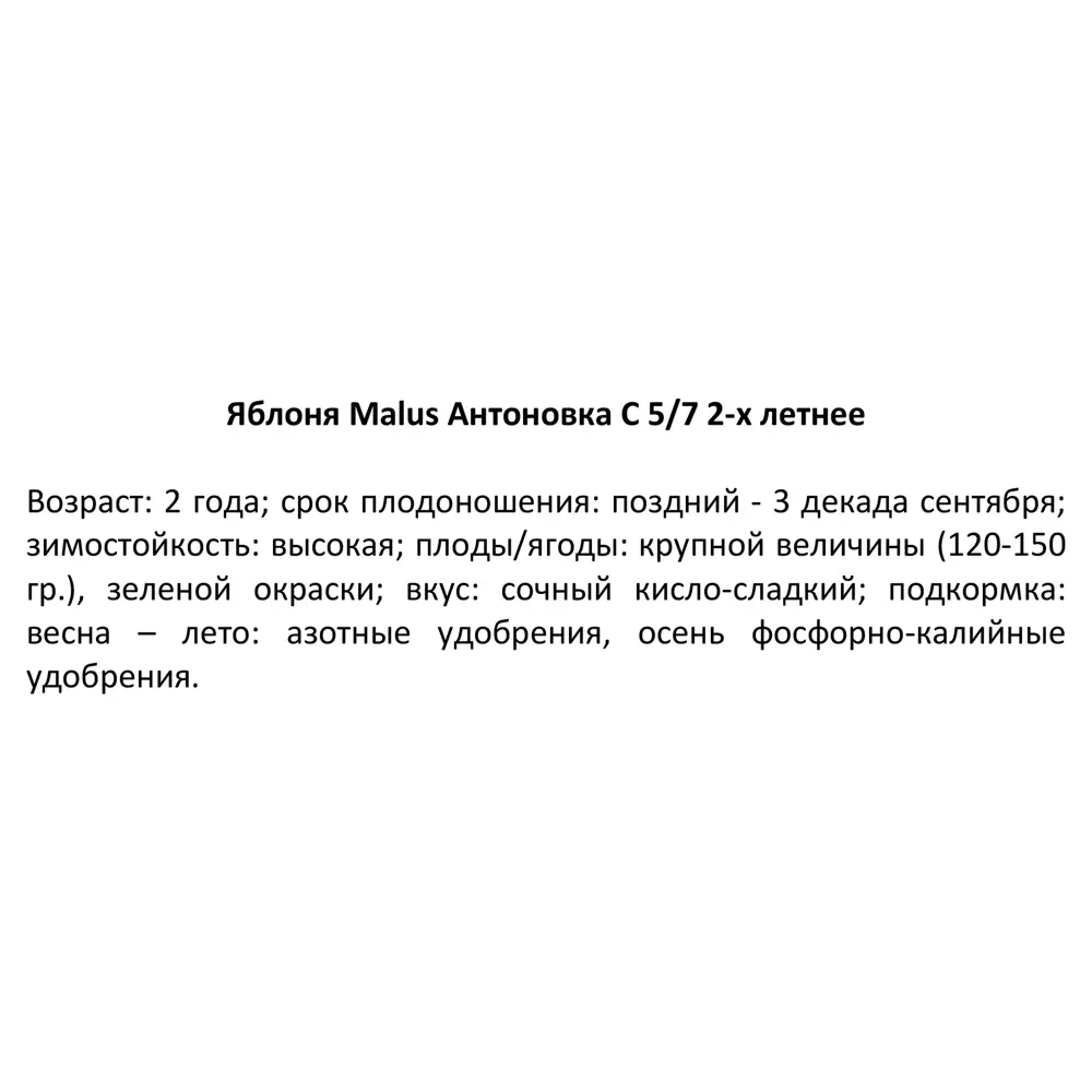 Яблоня Антоновка ø22 h80 см 84834900 STLM-2103767 PLANTMARKET  - Вид №3