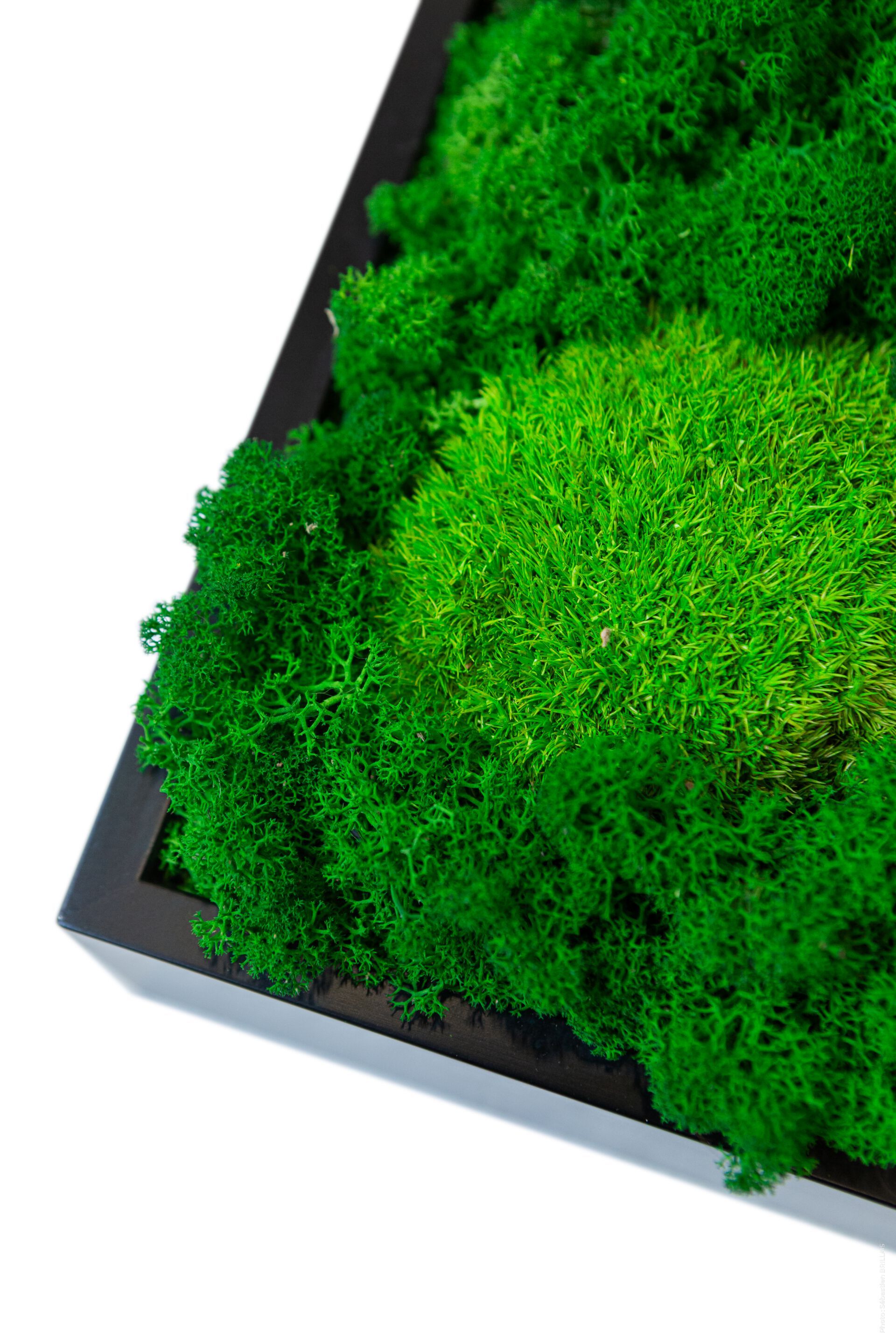 Растительная картина в лишайниках и мхе Tecsound PureKustik ARCH-00114930 - Вид №2