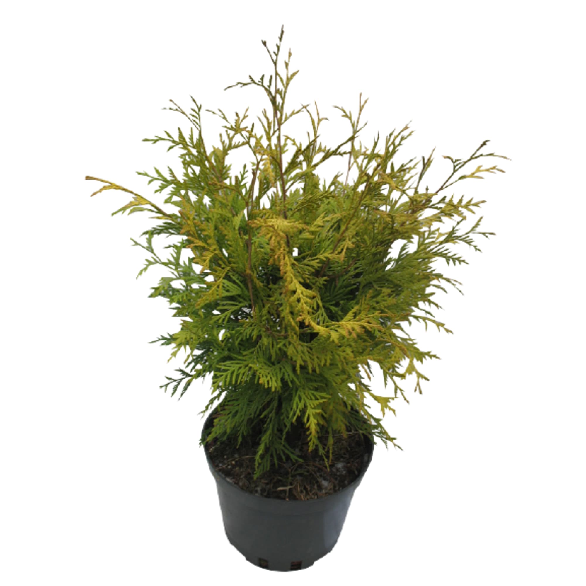 84872966 Туя западная Голден Брабант h20 см Santreyd 