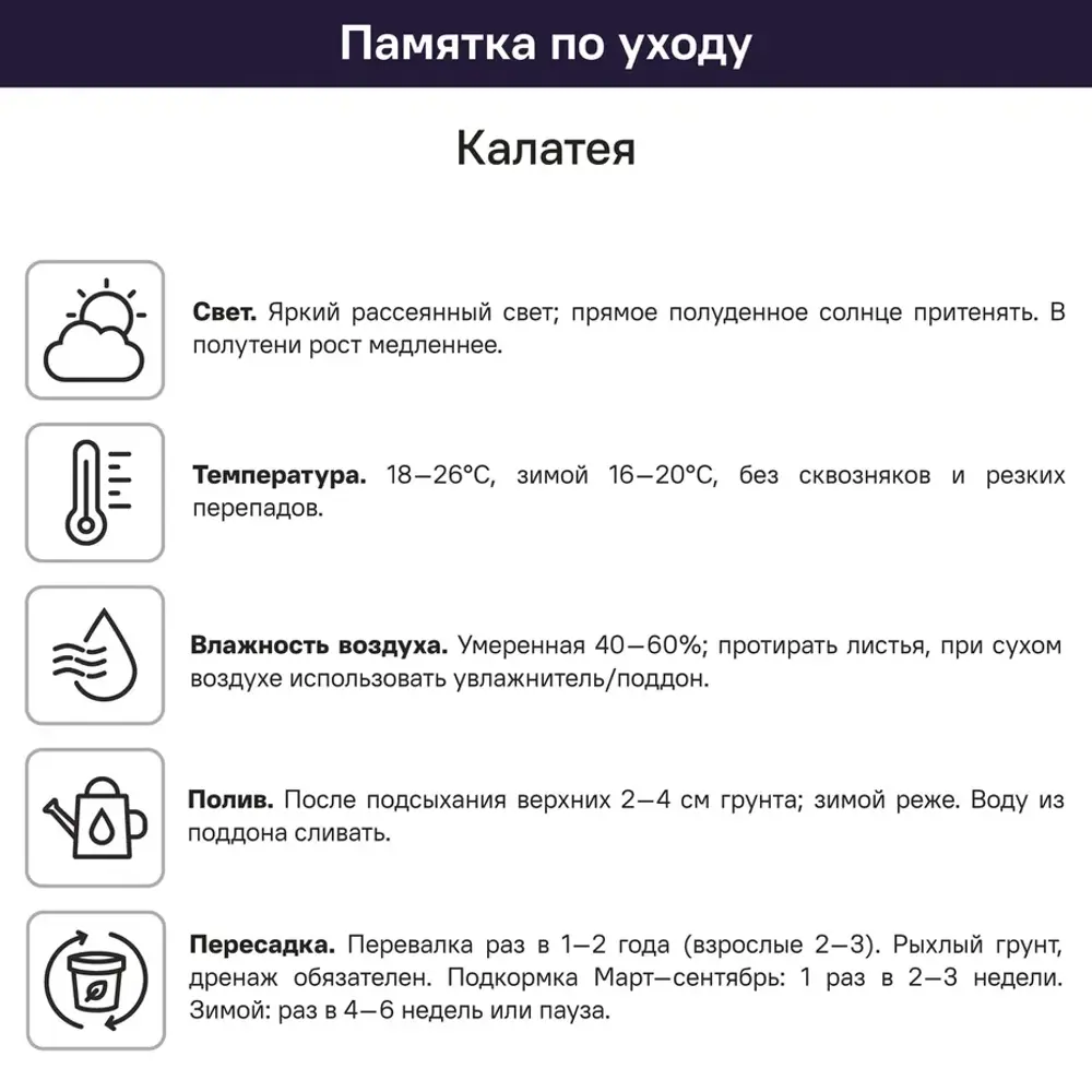 Калатея ø10.6 h20 см 89424394 STLM-2138752 ГОРКУНОВ  - Вид №2