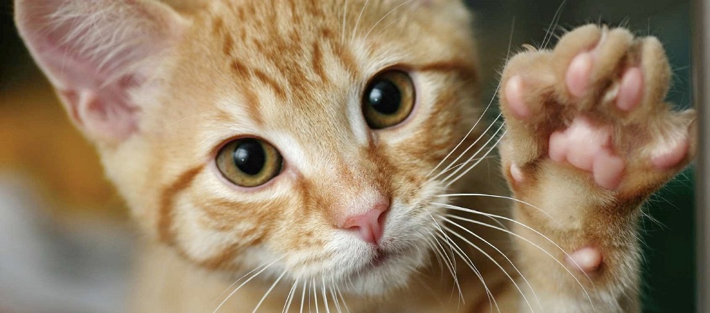 Почему кошки топчут нас лапками?