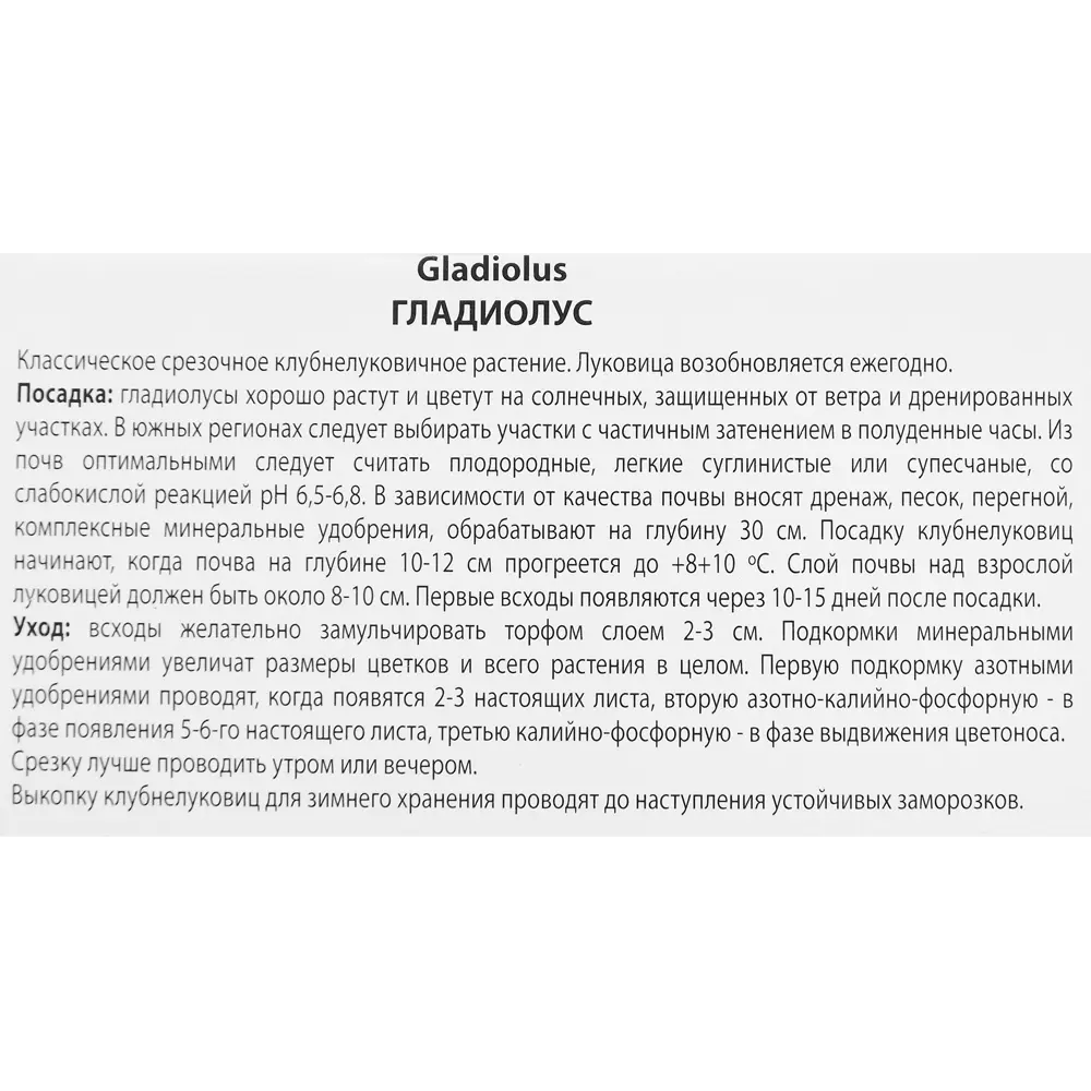 Гладиолус крупноцветковый Прага, 5 шт ПОИСК STLM-2185951 - Вид №2