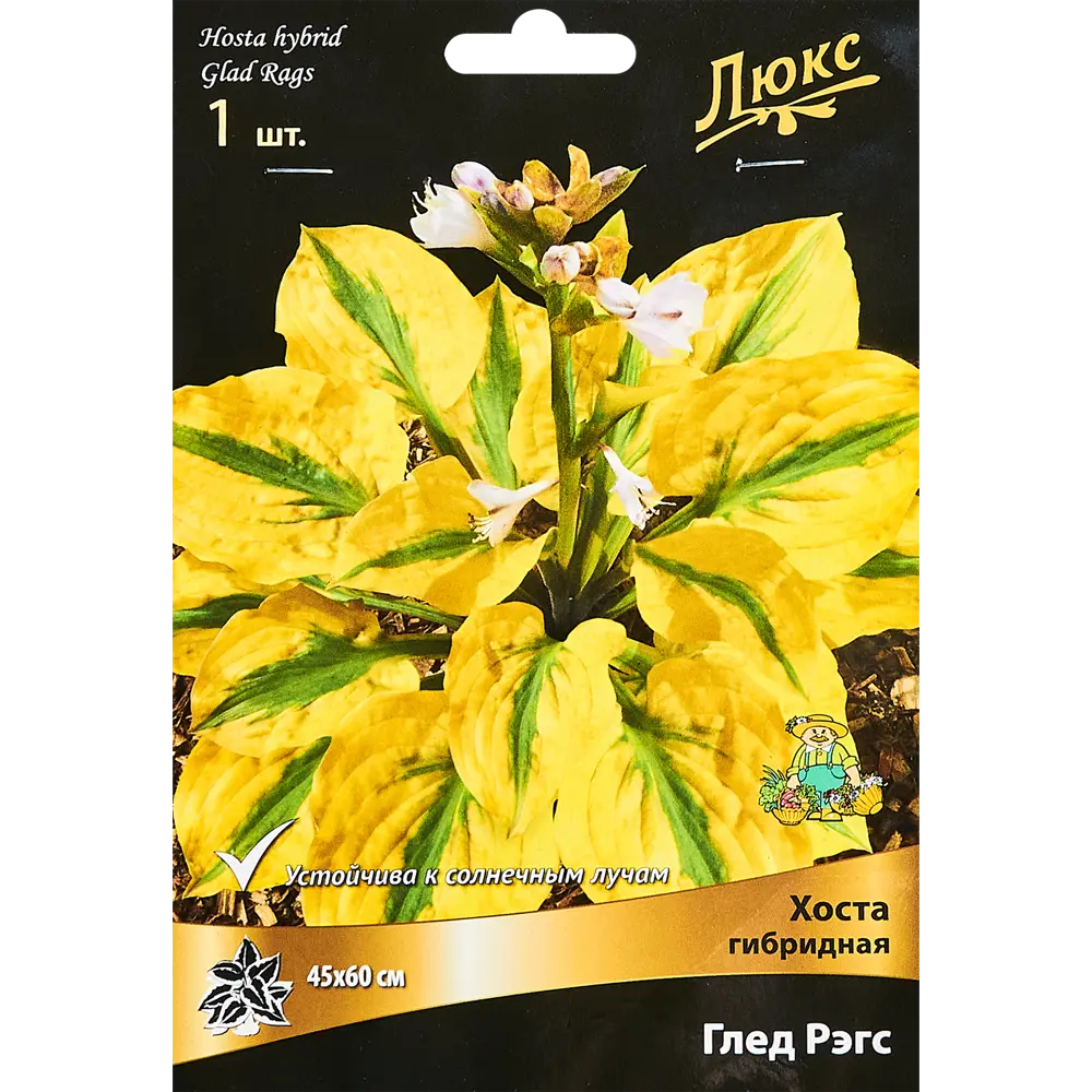 Хоста гибридная Глед Рэгс ПОИСК STLM-2039258