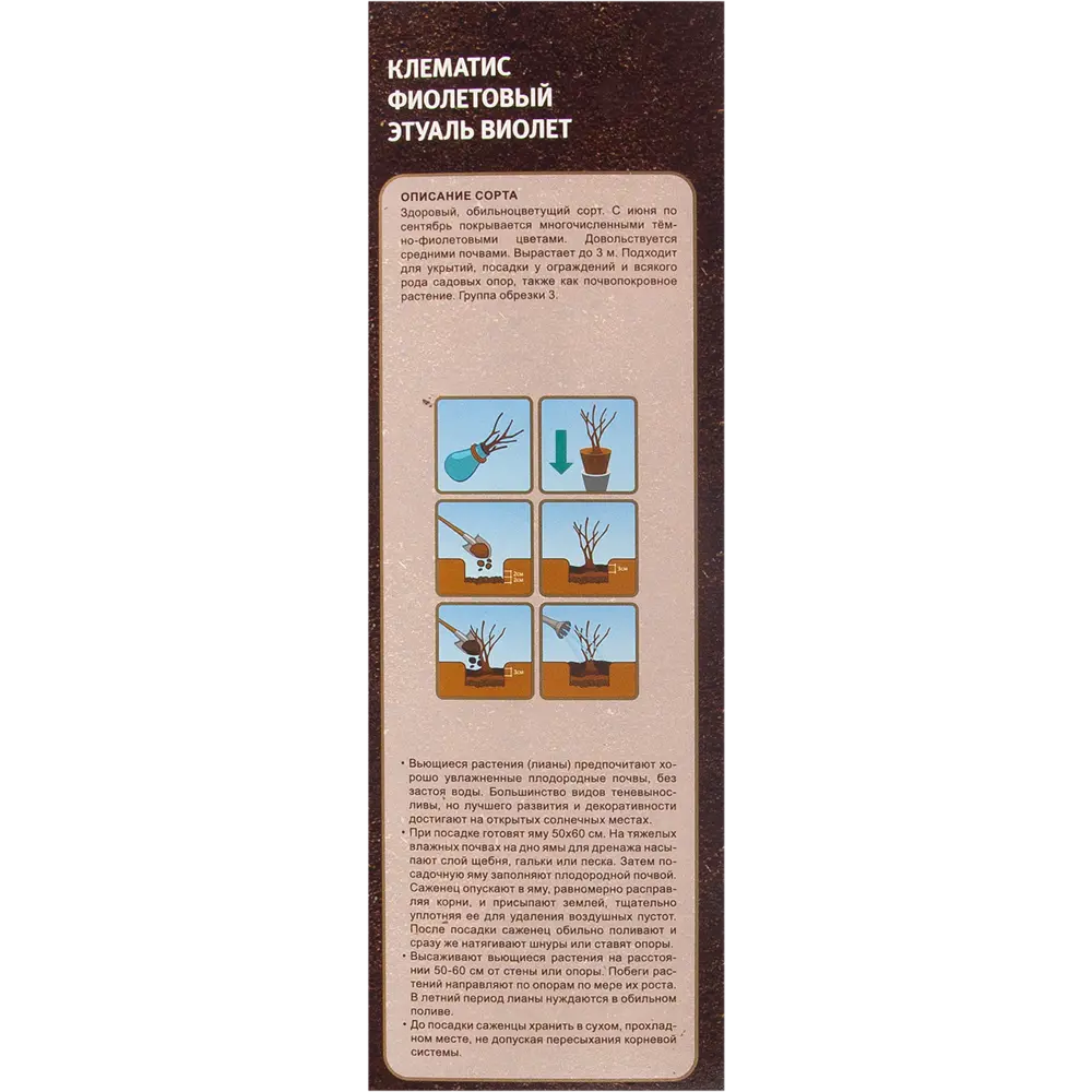 Клематис фиолетовый Этуаль Виолет в тубе ВСЕ В САД STLM-2007278 - Вид №2