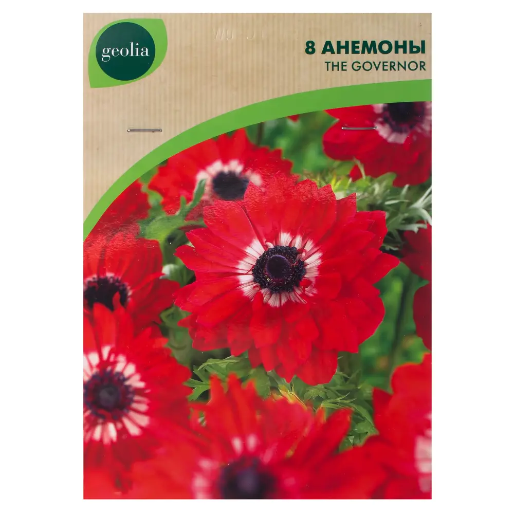 Анемона Geolia «Governor», 5х6 см 15548642 STLM-2111193 