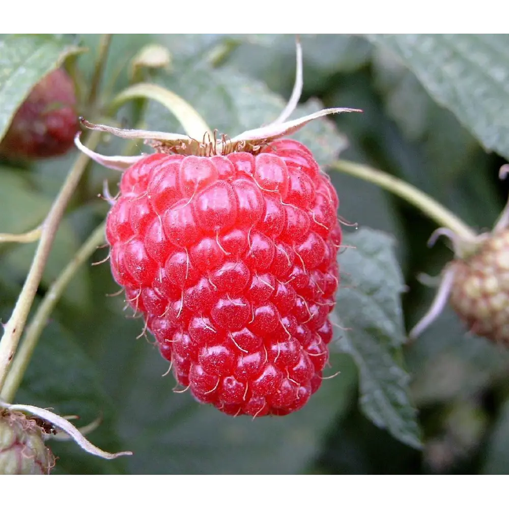 Малина «Полана» C2 высота 60-80 см ВСЕ В САД STLM-2056150