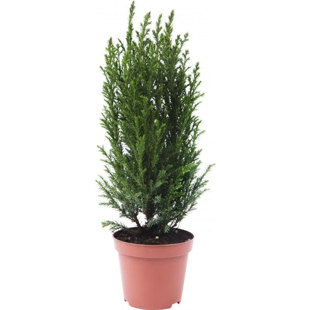Кипарисовик «Элвуди» 9x35 см декор из джута 82466892 STLM-2105368 Santreyd 