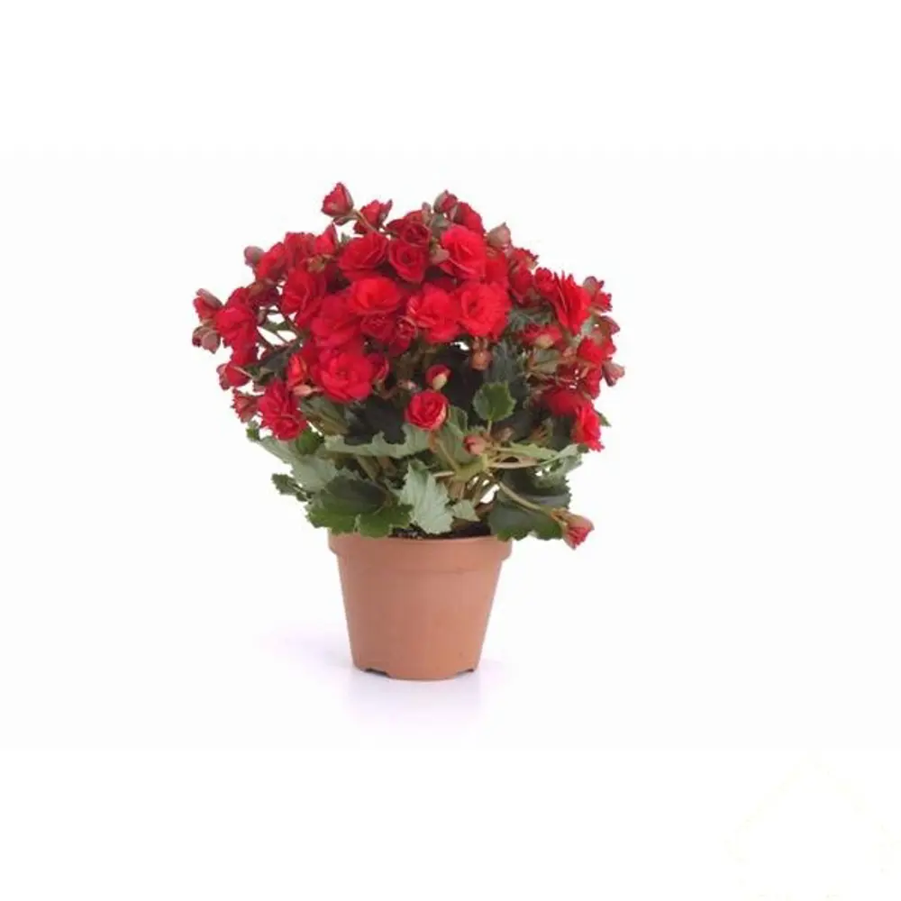 Бегония du микс 13х20-50 см 11820047 STLM-2156301 Santreyd 