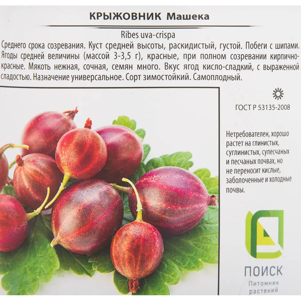 Крыжовник «Машека» от Santreyd - саженец для богатого урожая 82585424 STLM-0030738 - Вид №1