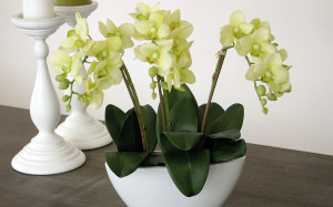 2609 788 a3 Искусственная орхидея Фаленопсис, кремово-зеленая H-andreas