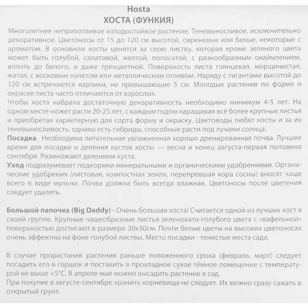 ПОИСК Хоста Биг Дэдди - роскошное теневыносливое растение с белыми цветами 85205457 STLM-1568308 - Вид №2