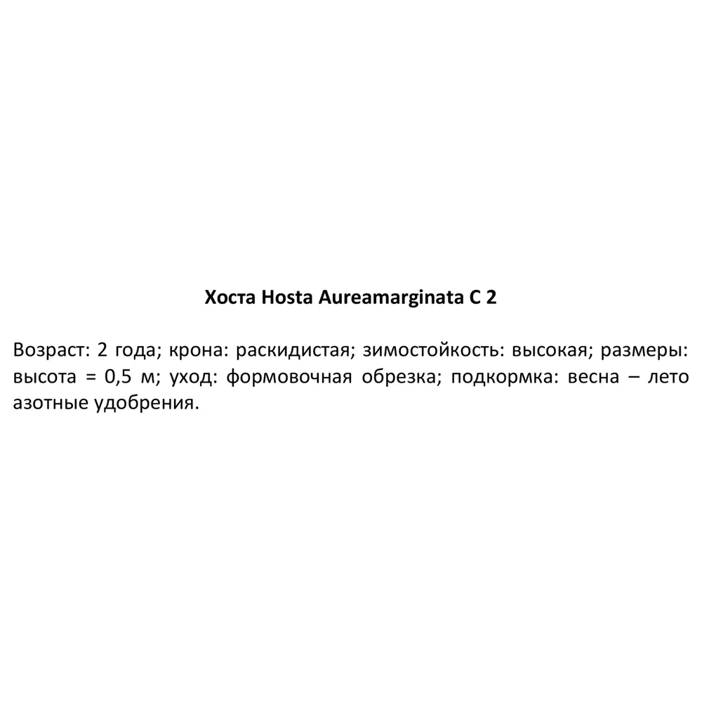 Хоста Ауреомаргината ø15 h40 см 84832071 STLM-2059107 PLANTMARKET  - Вид №1