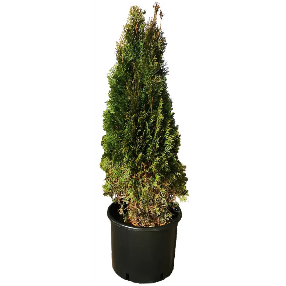 Туя западная Фастигиата h140 см МОНБЛАН STLM-2023885