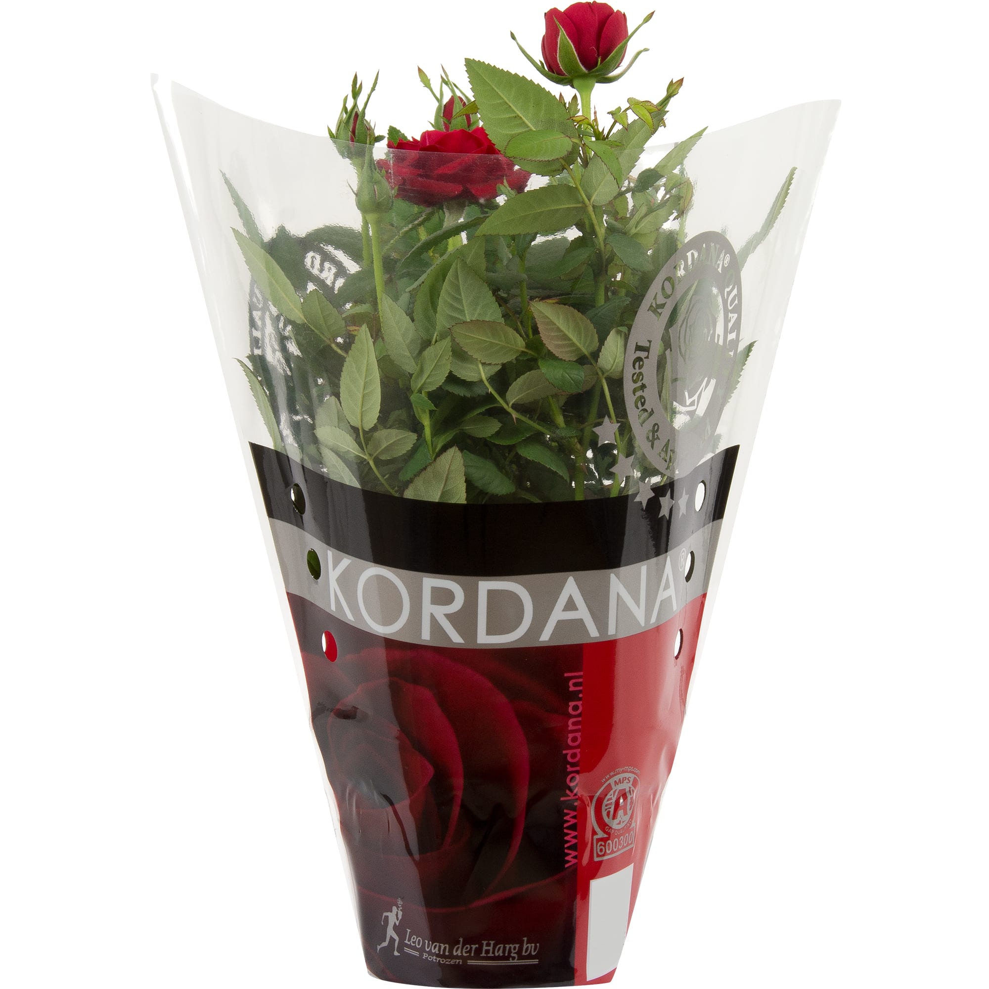 14448121 Роза Кордана микс 10х25 см Santreyd  - Вид №4
