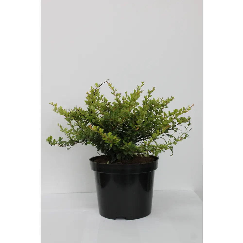 Барбарис, микс, 20-30х10 см, P9 ГАВРИШ STLM-2085258 - Вид №6