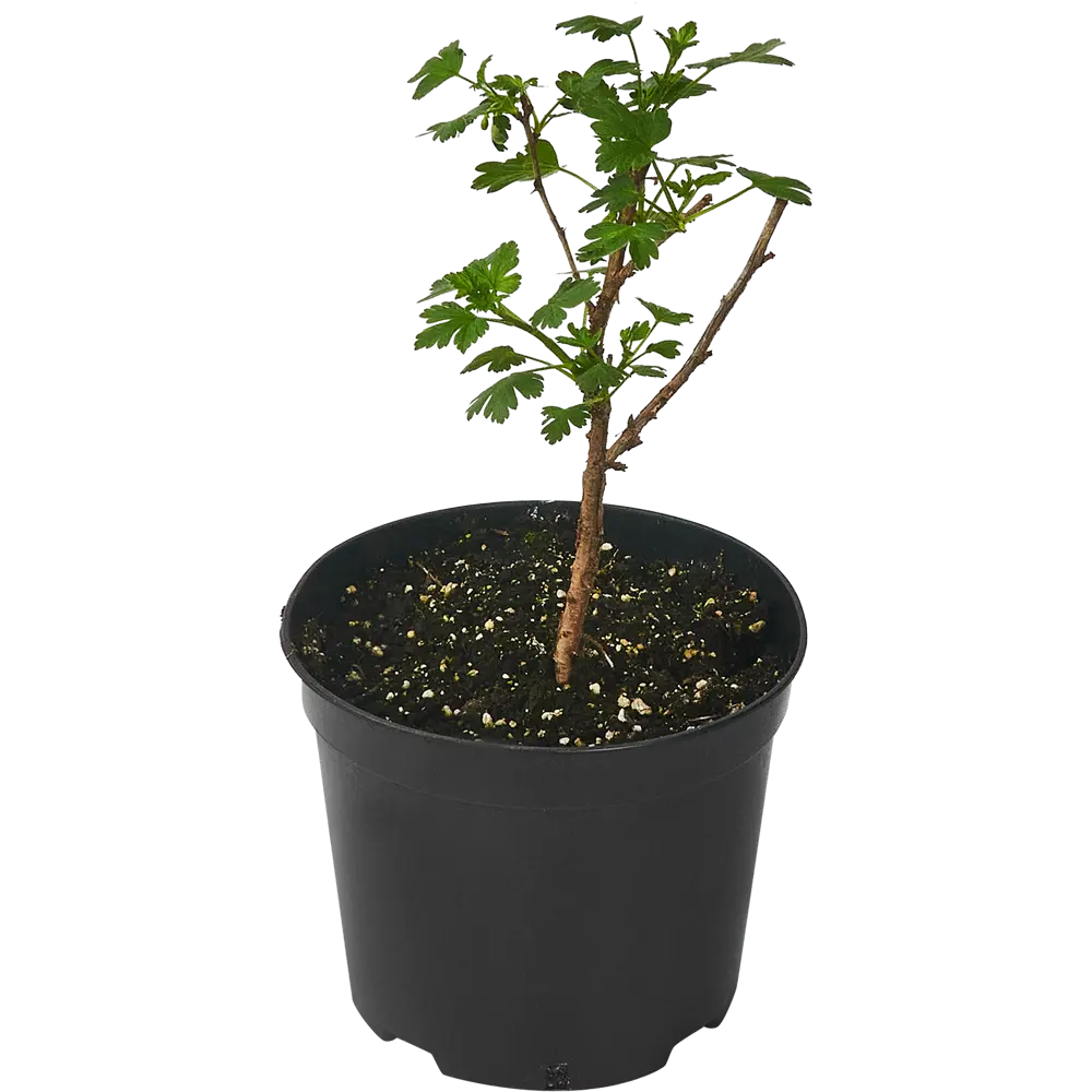 Крыжовник «Командор» С3-С4 81969352 STLM-2142645 PLANTMARKET 