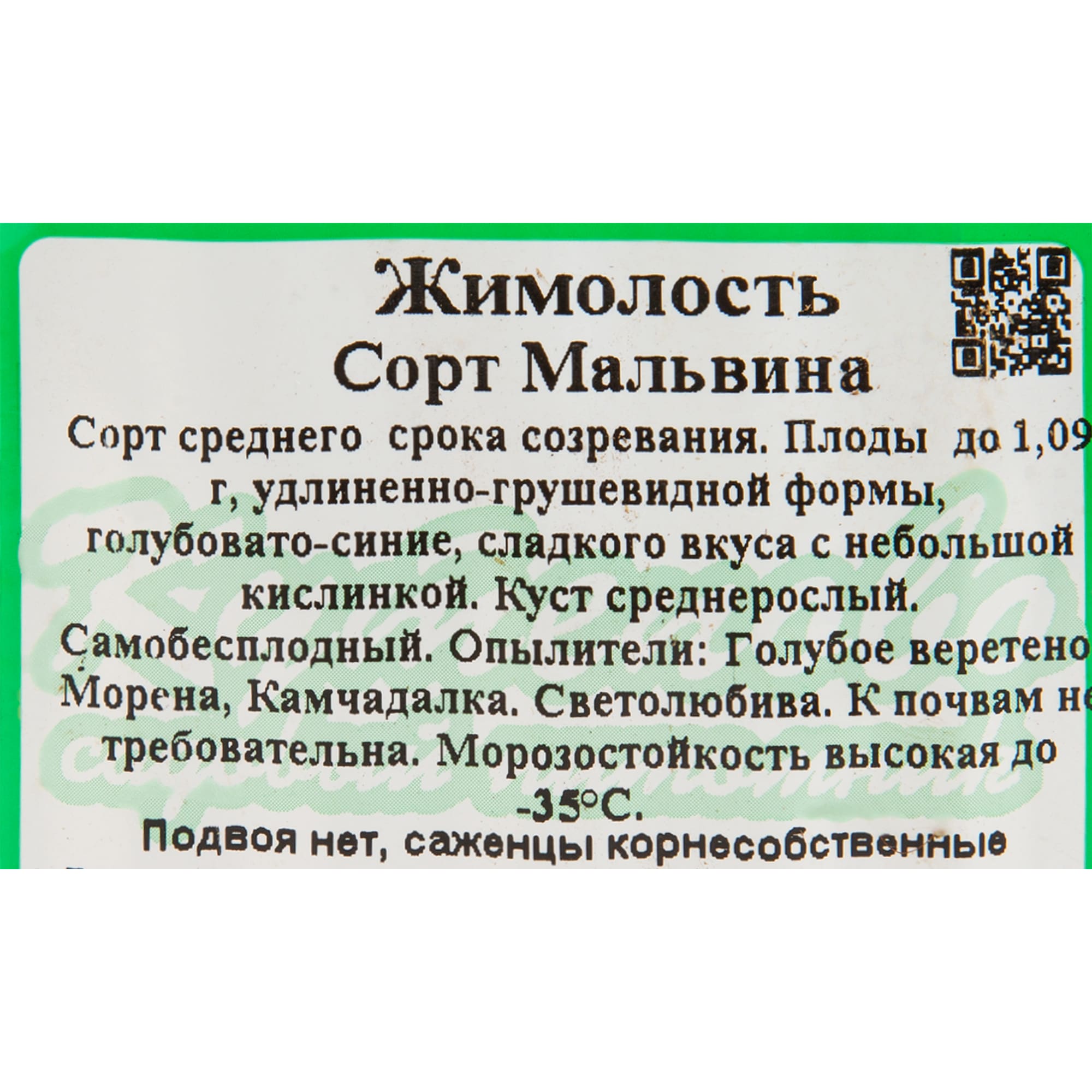 82597080 Жимолость плодовая «Мальвина» C3 высота 50 см Santreyd  - Вид №1