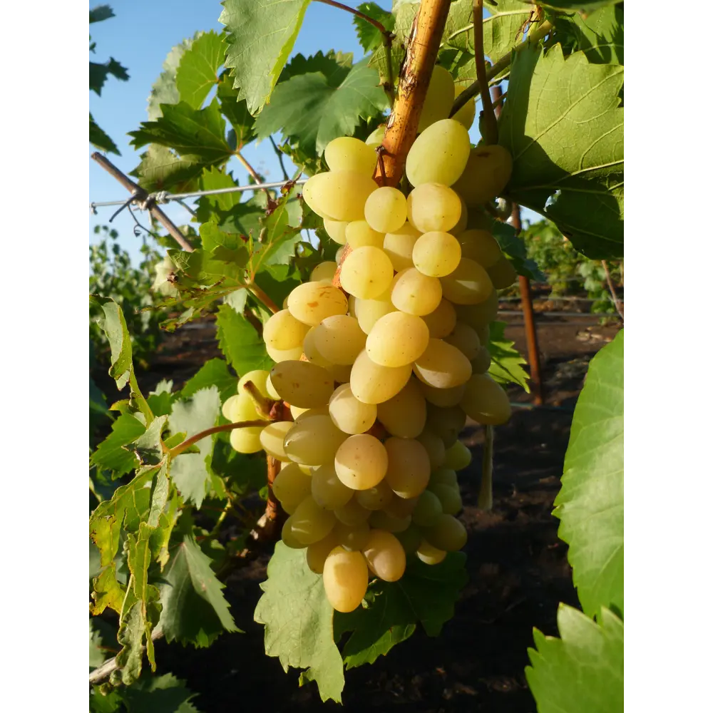 Виноград плодовый «Августин» 19x55 см PLANTMARKET STLM-2069299
