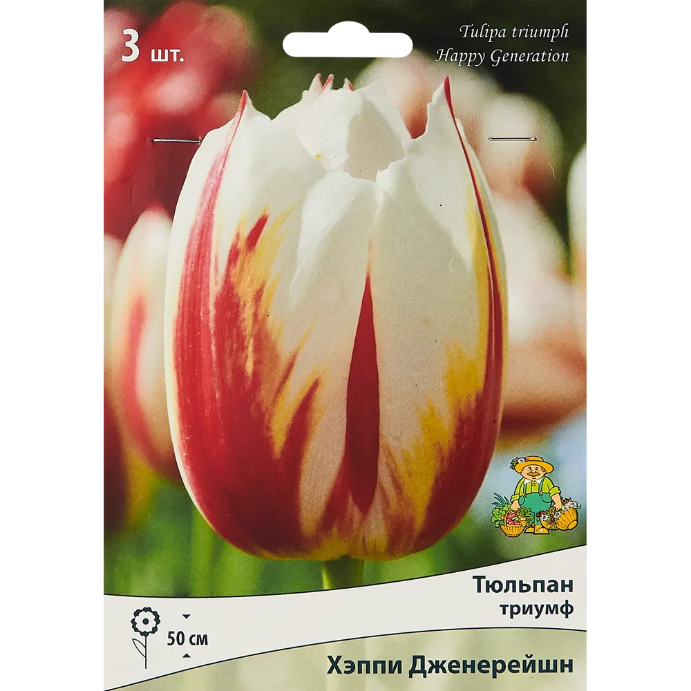 Тюльпаны Триумф Хеппи Дженерейшн ПОИСК - белые с красным, 3 луковицы 85205525 STLM-1578892