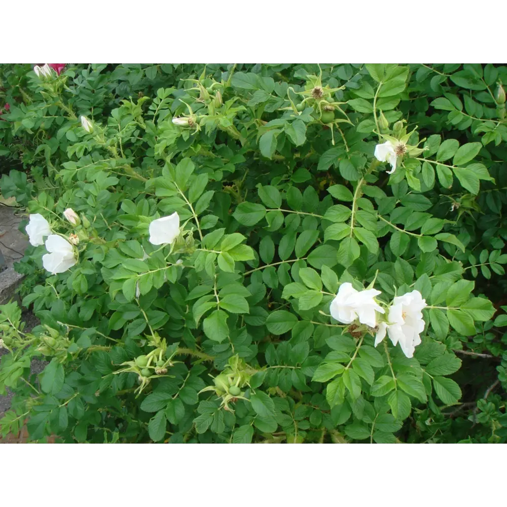 Роза морщинистая Альба ø18 h40 см 89365235 STLM-2120325 PLANTMARKET 