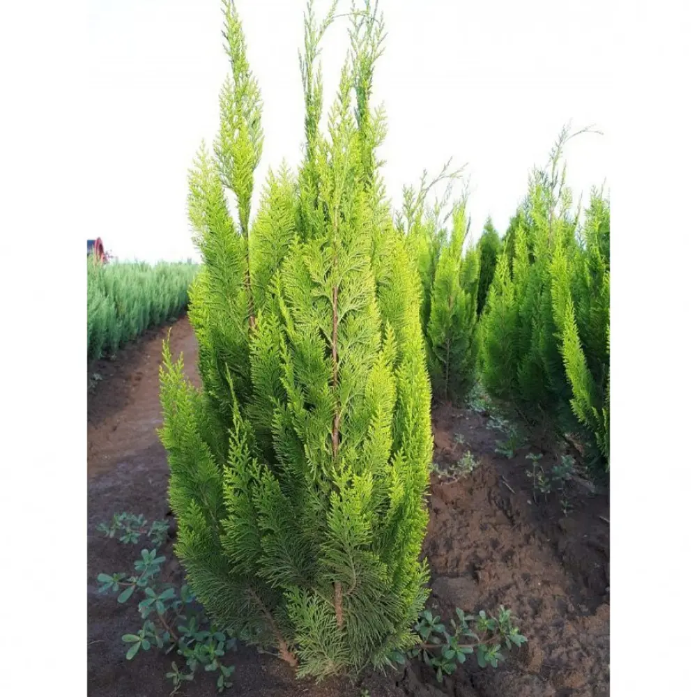 Кипарисовик Лавсона Ивонне ø19 h40 см PLANTMARKET STLM-2118614