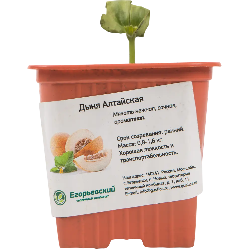 Дыня 8x10 см Santreyd STLM-2136777 - Вид №1