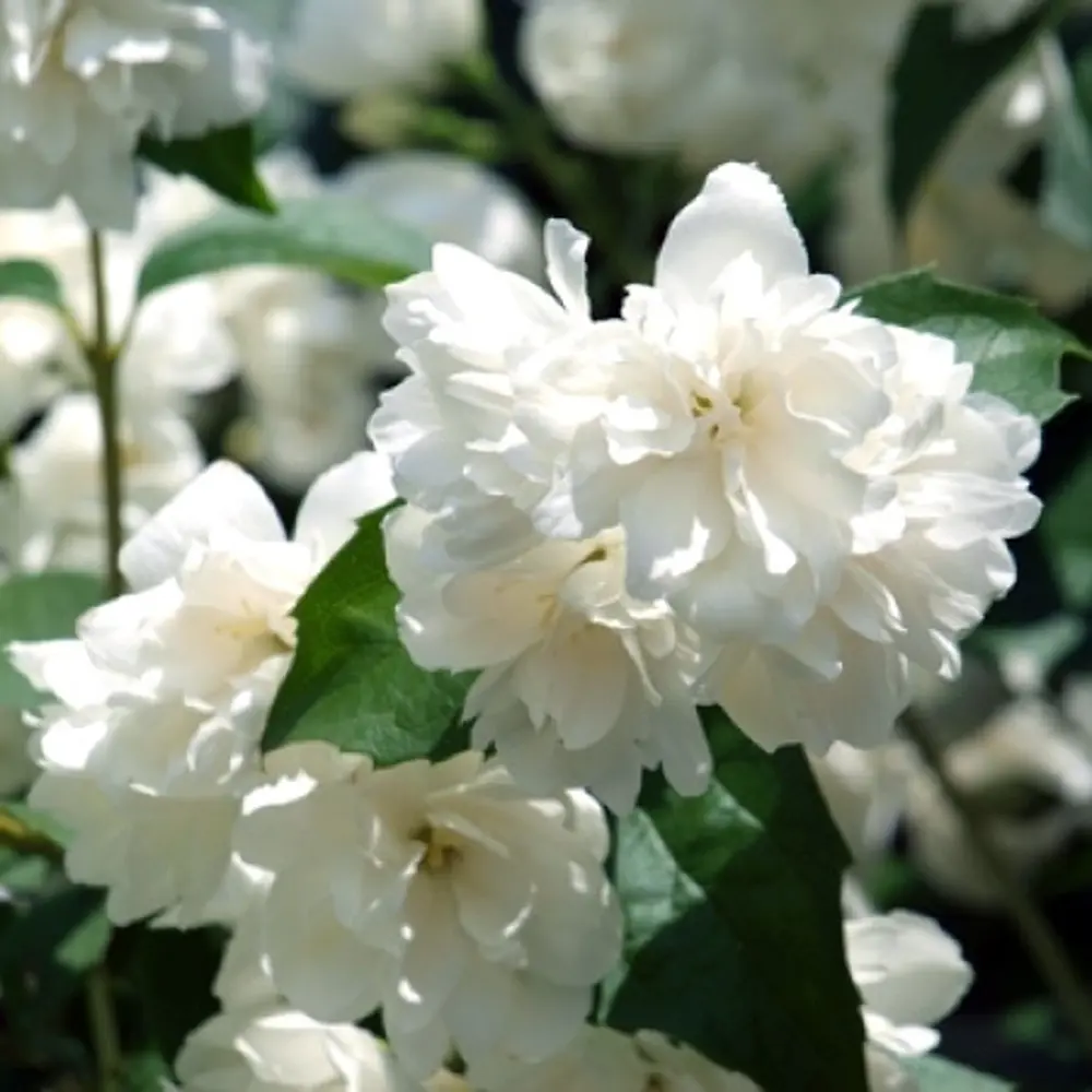 Чубушник виргинский Шнеештурм в тубе BLOOMING LIFE STLM-2189369 - Вид №1