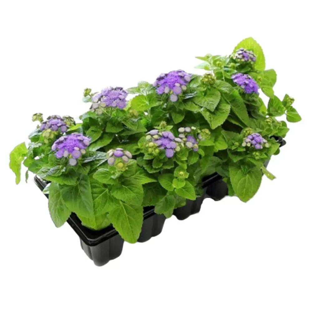 Агератум микс 13x15 см АГРОНИ STLM-2000150
