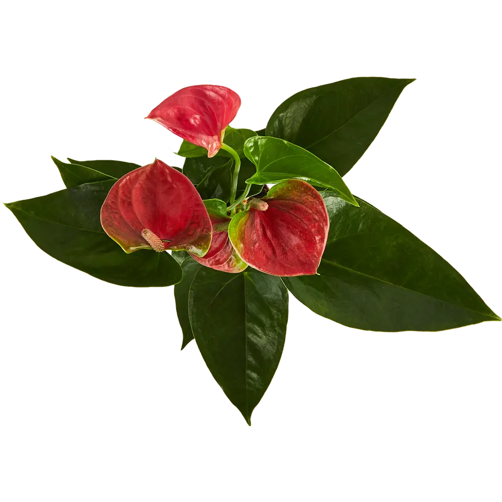 Антуриум Santreyd - экзотический цветок мужское счастье 83738759 STLM-0044146 - Вид №1