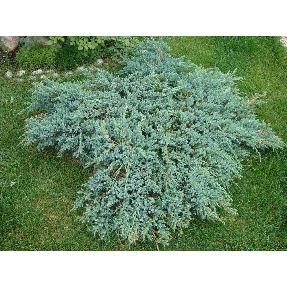 Можжевельник чешуйчатый Блю Карпет ø11 h18 - 22 см PLANTMARKET STLM-2041590